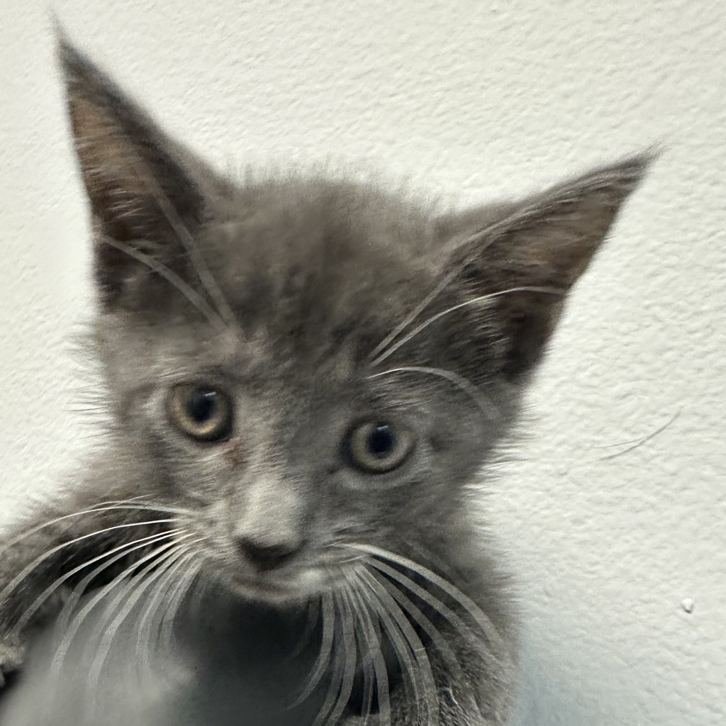Shelter Stray Female Cat last seen University Avenue, La Mesa, CA, 91942, 5500 Gaines St, San Diego, CA 92110, USA