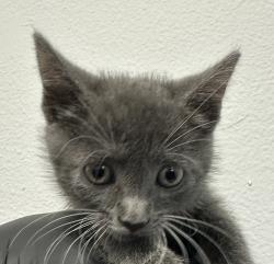 Shelter Stray Female Cat last seen University Avenue, La Mesa, CA, 91942, 5500 Gaines St, San Diego, CA 92110, USA