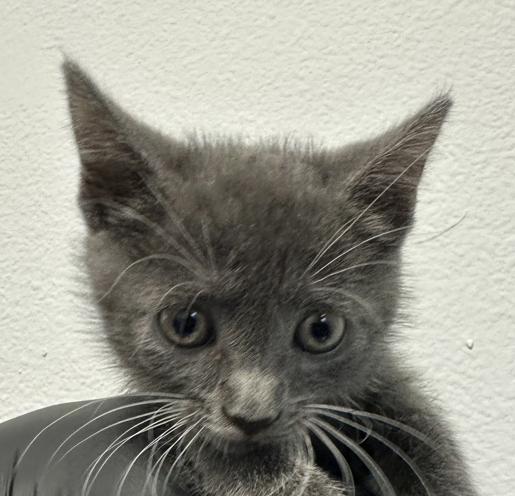Shelter Stray Female Cat last seen University Avenue, La Mesa, CA, 91942, 5500 Gaines St, San Diego, CA 92110, USA