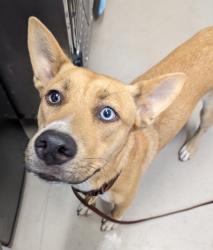 Shelter Stray Male Dog last seen Wells Park, El Cajon, CA, 92020, El Cajon, CA 92020, USA