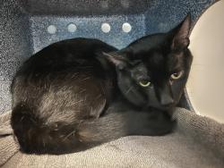 Shelter Stray Unknown Cat last seen Near 7th Avenue, NEW YORK, NY, 10027, 326 E 110th St, New York, NY 10029, USA