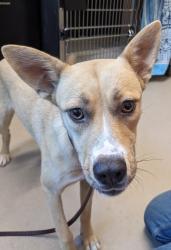 Shelter Stray Female Dog last seen Wells Park, El Cajon, CA, 92020, El Cajon, CA 92020, USA