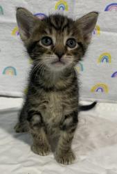 Shelter Stray Male Cat last seen unknown address, San Diego, CA, 92113, 5500 Gaines St, San Diego, CA 92110, USA