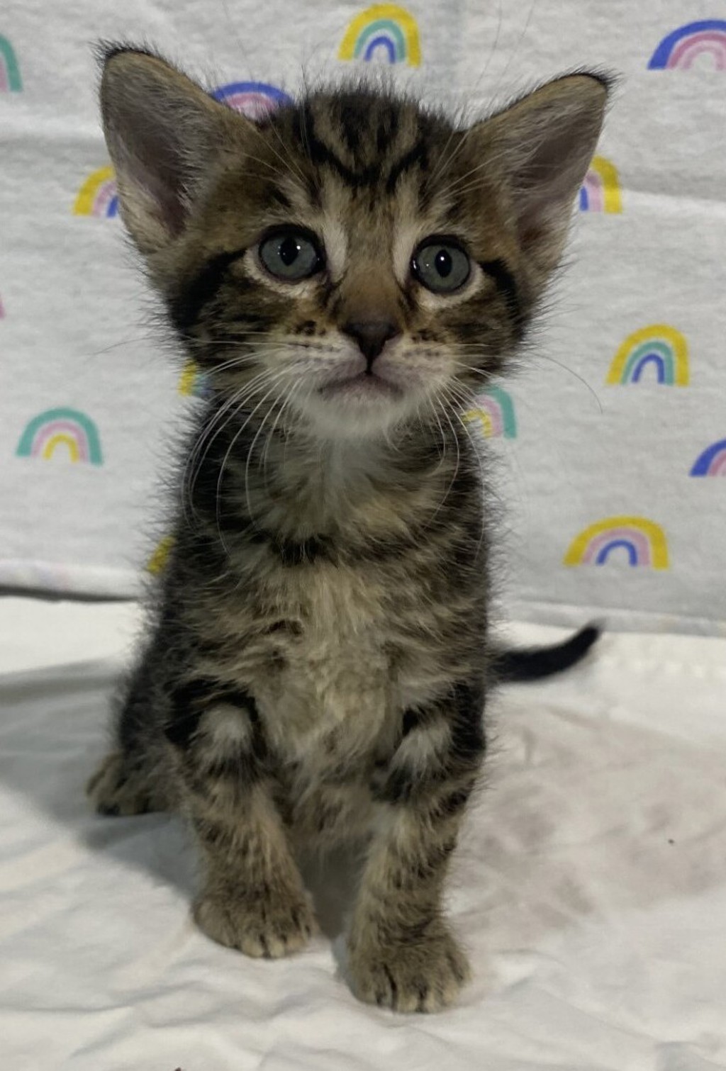 Shelter Stray Male Cat last seen unknown address, San Diego, CA, 92113, 5500 Gaines St, San Diego, CA 92110, USA