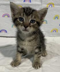 Shelter Stray Male Cat last seen unknown address, San Diego, CA, 92113, 5500 Gaines St, San Diego, CA 92110, USA