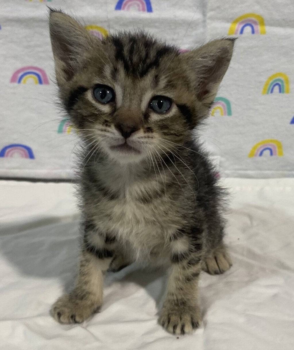 Shelter Stray Male Cat last seen unknown address, San Diego, CA, 92113, 5500 Gaines St, San Diego, CA 92110, USA