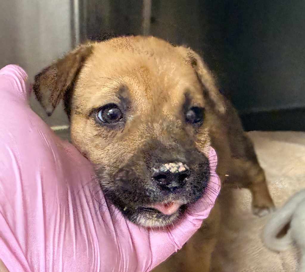 Shelter Stray Female Dog last seen Near N Marshall Avenue, El Cajon, CA, 92020, El Cajon, CA 92020, USA