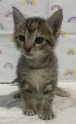 Shelter Stray Female Cat last seen unknown address, San Diego, CA, 92113, 5500 Gaines St, San Diego, CA 92110, USA
