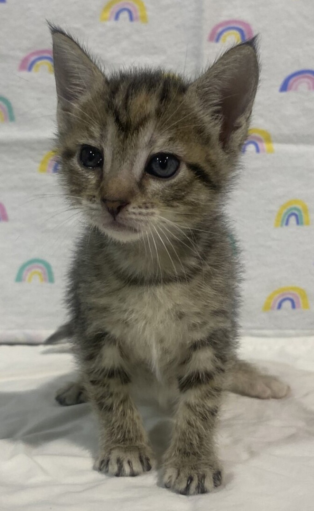 Shelter Stray Female Cat last seen unknown address, San Diego, CA, 92113, 5500 Gaines St, San Diego, CA 92110, USA
