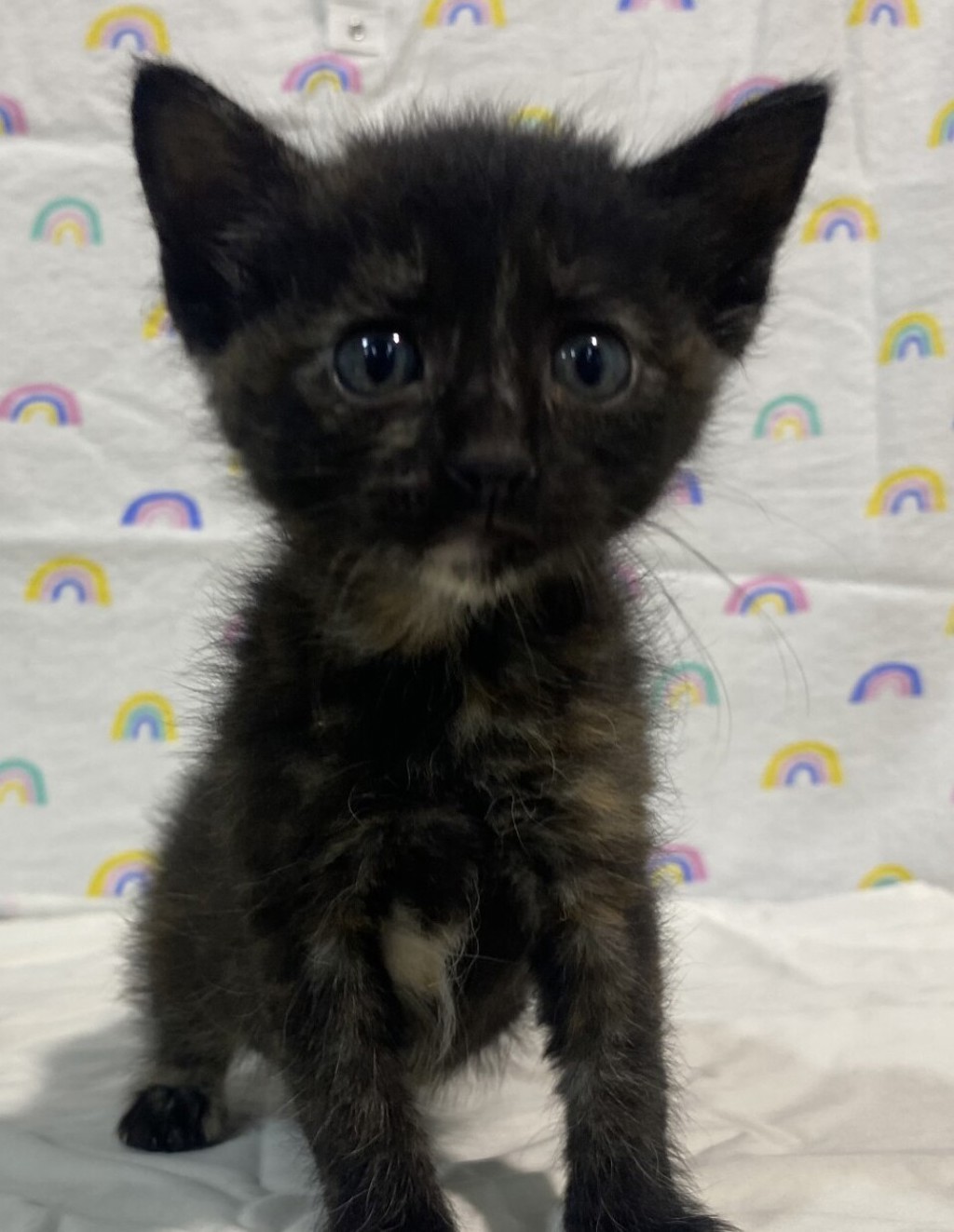 Shelter Stray Female Cat last seen unknown address, San Diego, CA, 92113, 5500 Gaines St, San Diego, CA 92110, USA