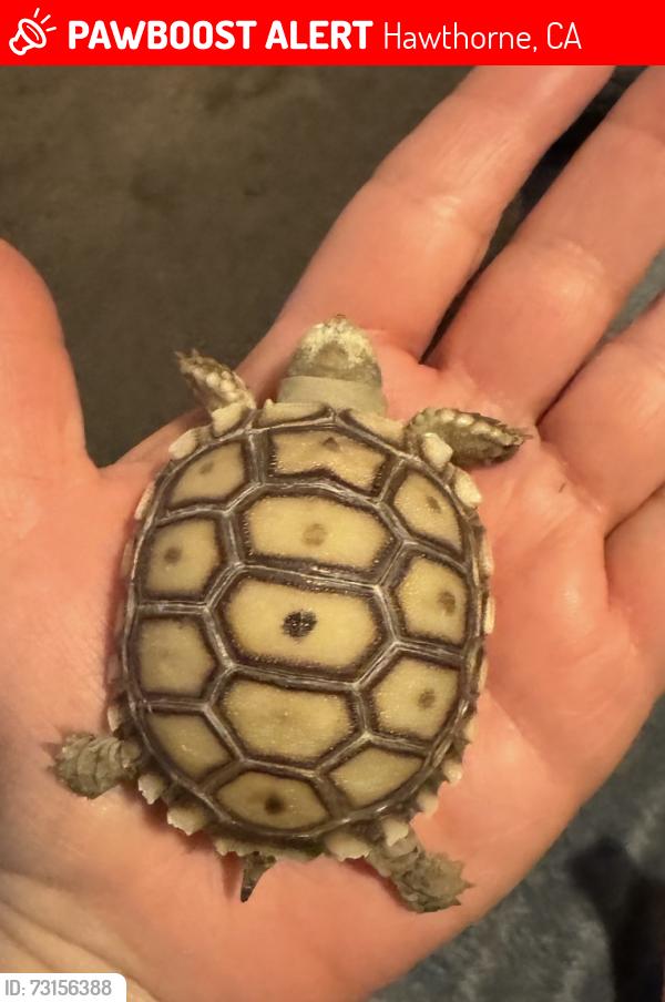 Lost Unknown Reptile last seen Near Kornblum Ave, Hawthorne, CA 90250