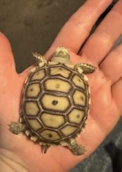 Lost Unknown Reptile last seen Near Kornblum Ave, Hawthorne, CA 90250