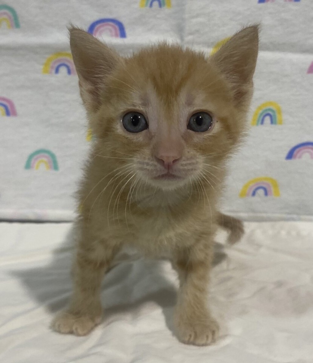 Shelter Stray Female Cat last seen unknown address, San Diego, CA, 92113, 5500 Gaines St, San Diego, CA 92110, USA