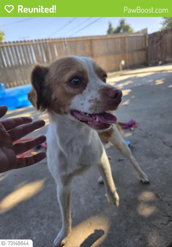 Reunited Male Dog last seen Garden Elementary School, Tulare, CA 93274