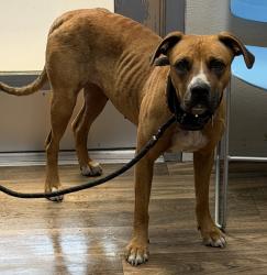 Shelter Stray Female Dog last seen Ronson Road, San Diego, CA, 92111, 5500 Gaines St, San Diego, CA 92110, USA