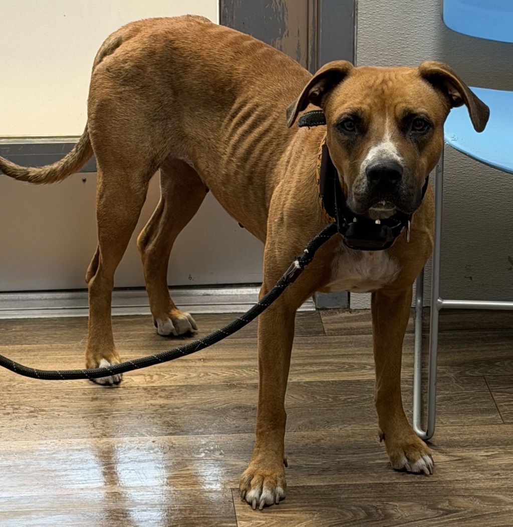 Shelter Stray Female Dog last seen Ronson Road, San Diego, CA, 92111, 5500 Gaines St, San Diego, CA 92110, USA