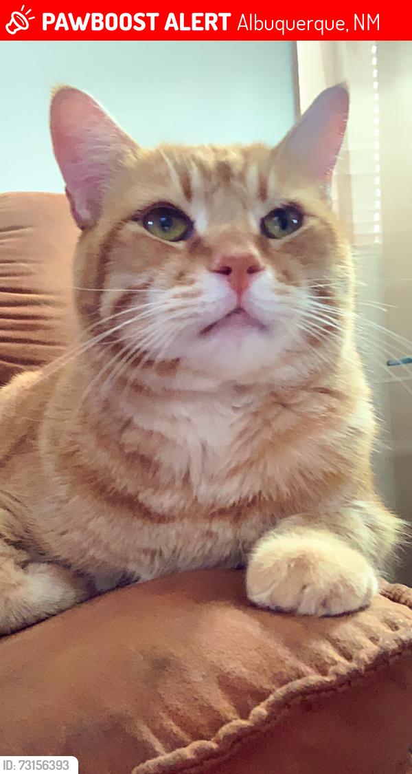 Lost Male Cat last seen Golden and Delyne, Albuquerque, NM 87120