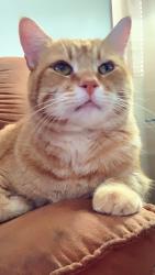 Lost Male Cat last seen Golden and Delyne, Albuquerque, NM 87120