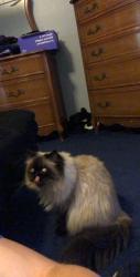 Reunited Male Cat last seen Main Street North, Hutchinson, MN 55350