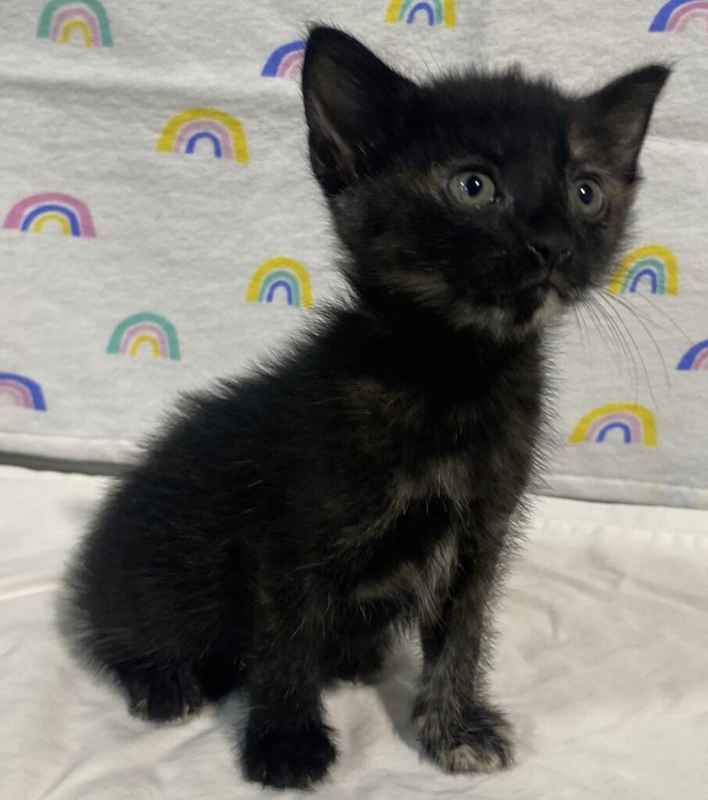 Shelter Stray Female Cat last seen unknown address, San Diego, CA, 92113, 5500 Gaines St, San Diego, CA 92110, USA