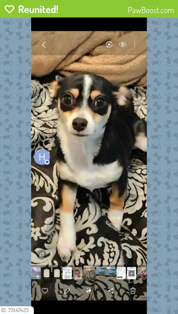 Reunited Male Dog last seen lincoln/ wabash, Spokane, WA 99205