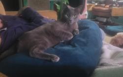 Lost Male Cat last seen Wahl, Marina, CA 93933