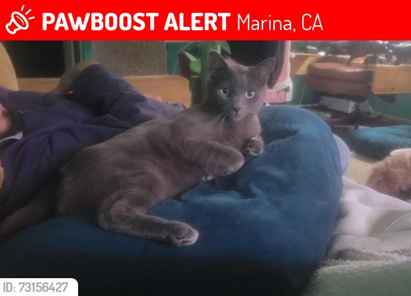 Lost Male Cat last seen Wahl, Marina, CA 93933