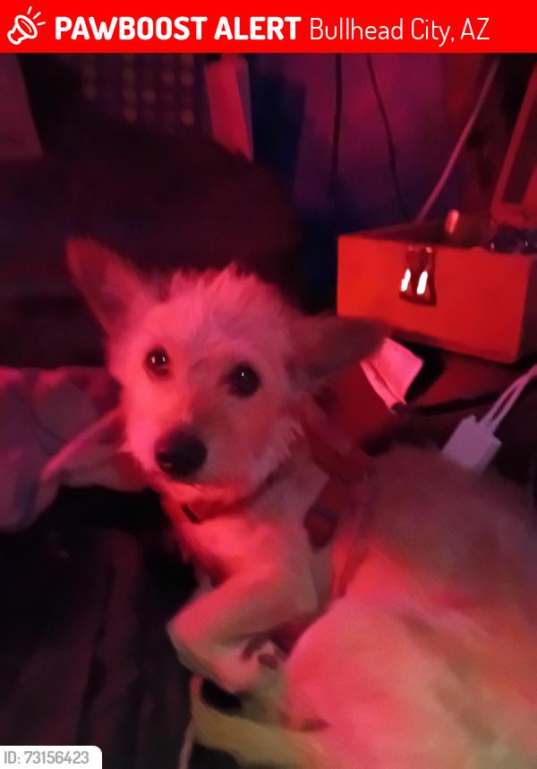 Lost Male Dog last seen Near sea breeze ln, Bullhead City, AZ 86442