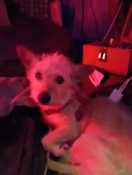 Lost Male Dog last seen Near sea breeze ln, Bullhead City, AZ 86442