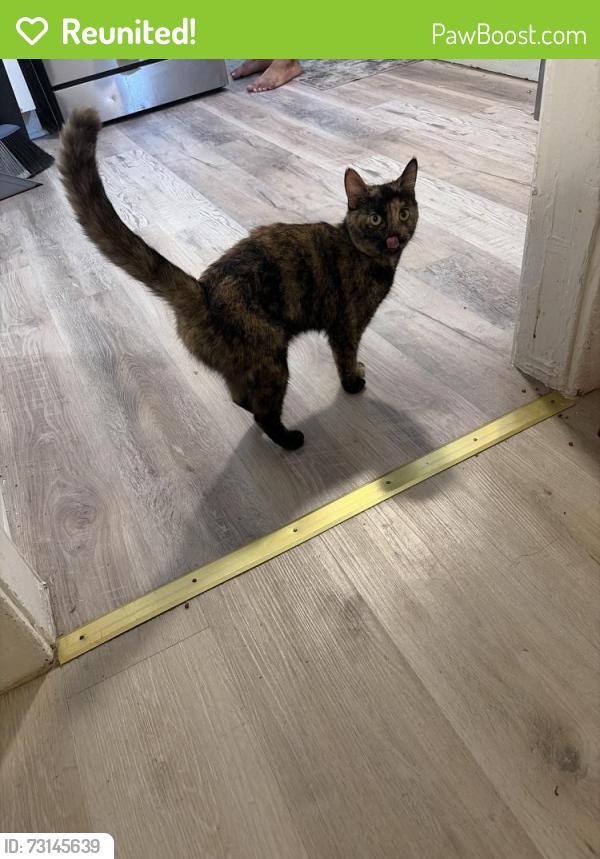 Reunited Female Cat last seen Barranca and avenue 23, Los Angeles, CA 90031