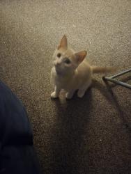 Reunited Female Cat last seen Cumberland st, Springfield, MA 01107