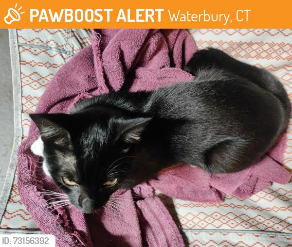 Found/Stray Male Cat last seen Near Grandview Ave, Waterbury, CT 06708, Waterbury, CT 06708