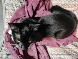 Found/Stray Male Cat last seen Near Grandview Ave, Waterbury, CT 06708, Waterbury, CT 06708