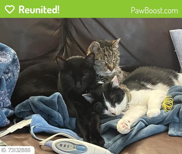 Reunited Male Cat last seen Belmont Lane, Chanhassen, MN 55317