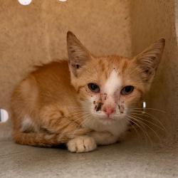 Shelter Stray Female Cat last seen , 2350 Appling City Cove, Memphis, TN 38133, USA