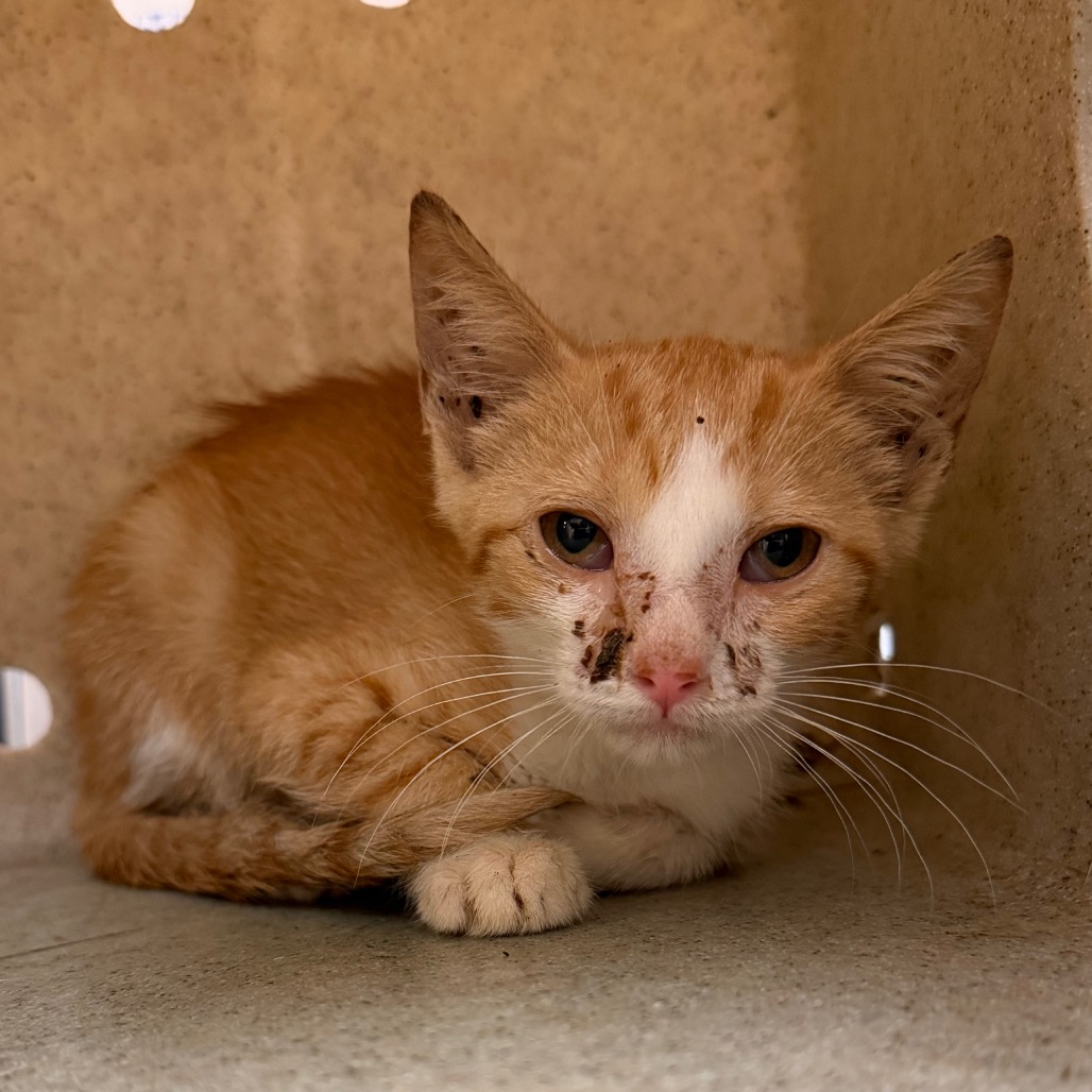 Shelter Stray Female Cat last seen , 2350 Appling City Cove, Memphis, TN 38133, USA