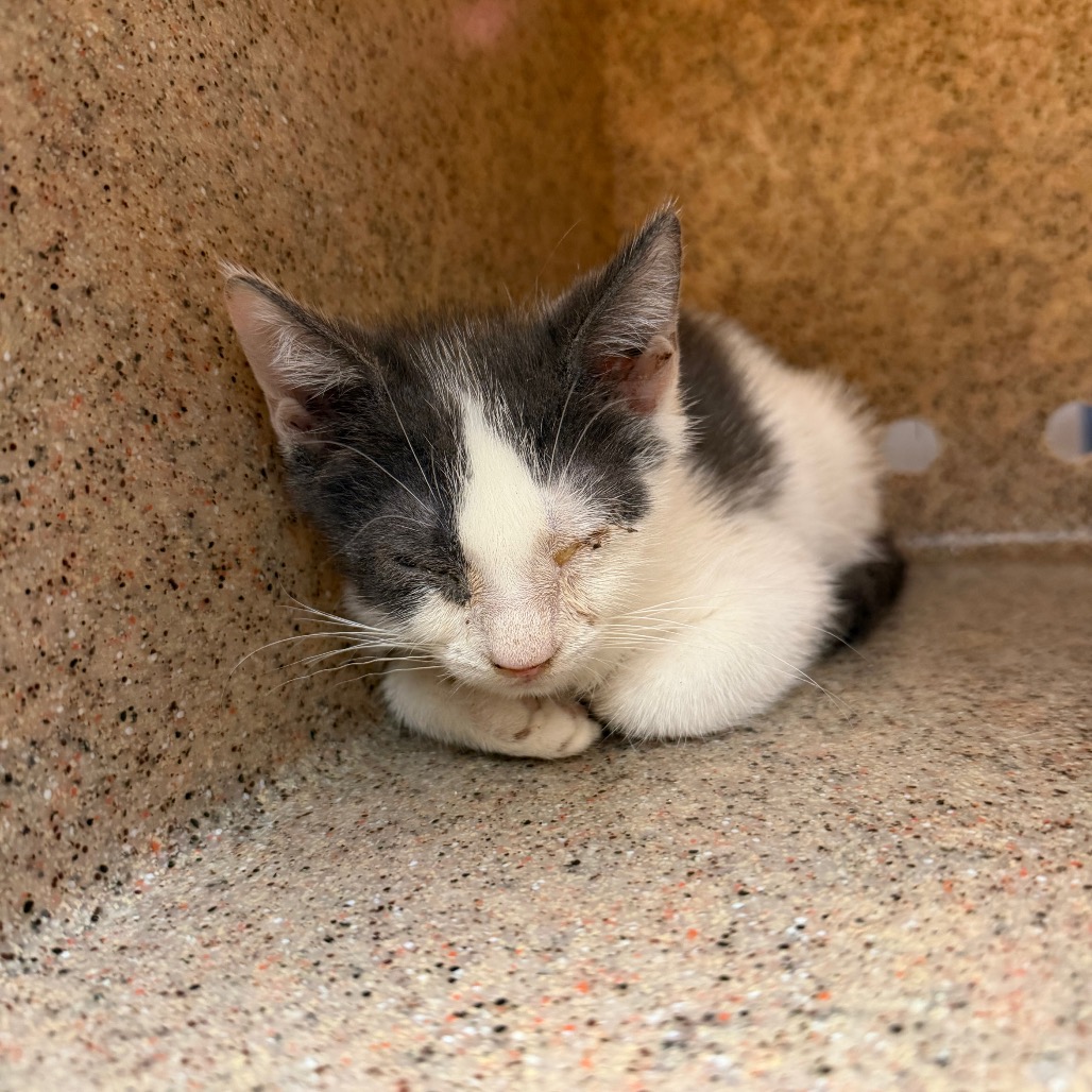 Shelter Stray Male Cat last seen , 2350 Appling City Cove, Memphis, TN 38133, USA