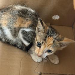 Shelter Stray Female Cat last seen , 2350 Appling City Cove, Memphis, TN 38133, USA