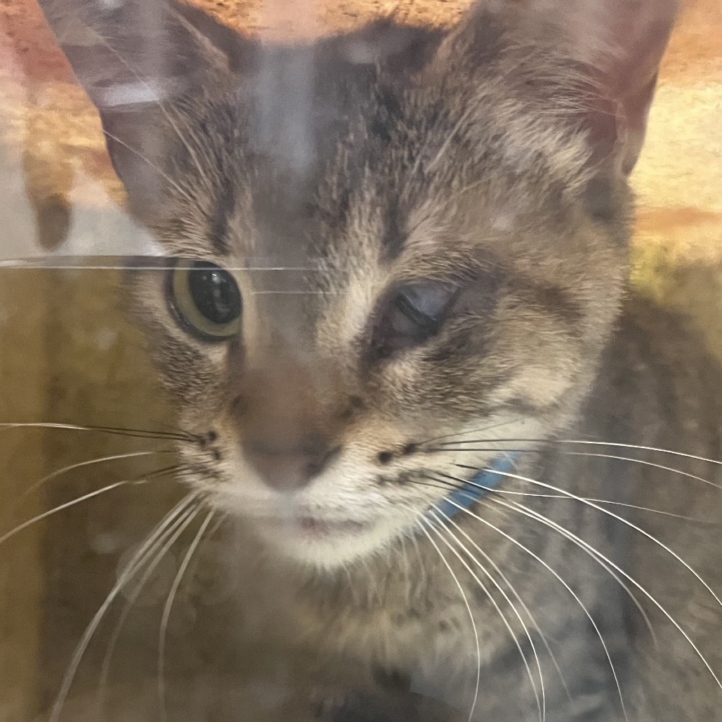 Shelter Stray Female Cat last seen , Animal Care & Control Team of Philly, 111 W Hunting Park Ave, Philadelphia, PA 19140, USA