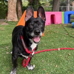 Shelter Stray Male Dog last seen , 8020 Washington St, Port Richey, FL 34668, USA