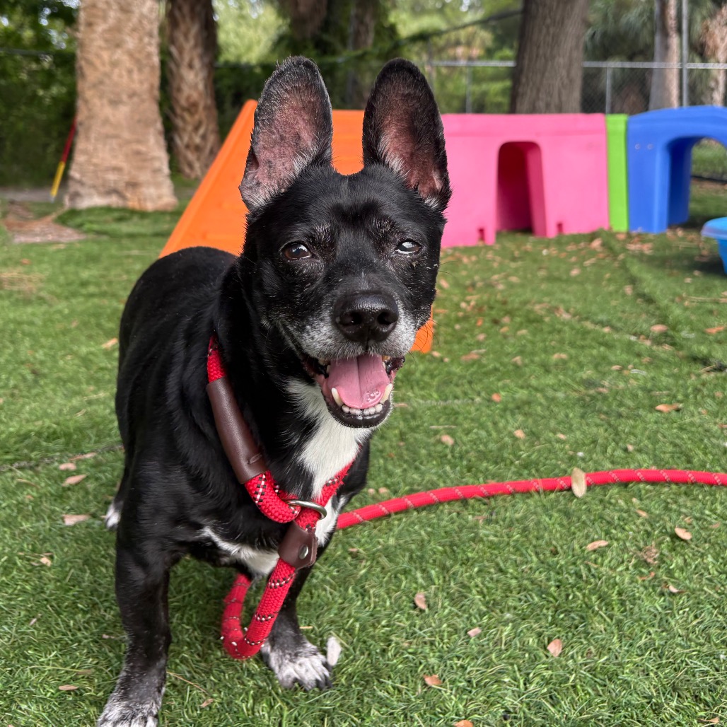 Shelter Stray Male Dog last seen , 8020 Washington St, Port Richey, FL 34668, USA