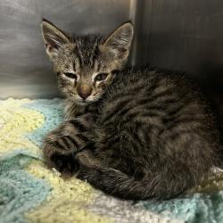 Shelter Stray Male Cat last seen , 4500 N Access Rd, Chattanooga, TN 37415, USA