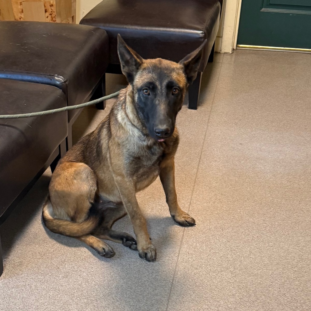 Shelter Stray Unknown Dog last seen , 361 S Raymond Ave, Pasadena, CA 91105, USA