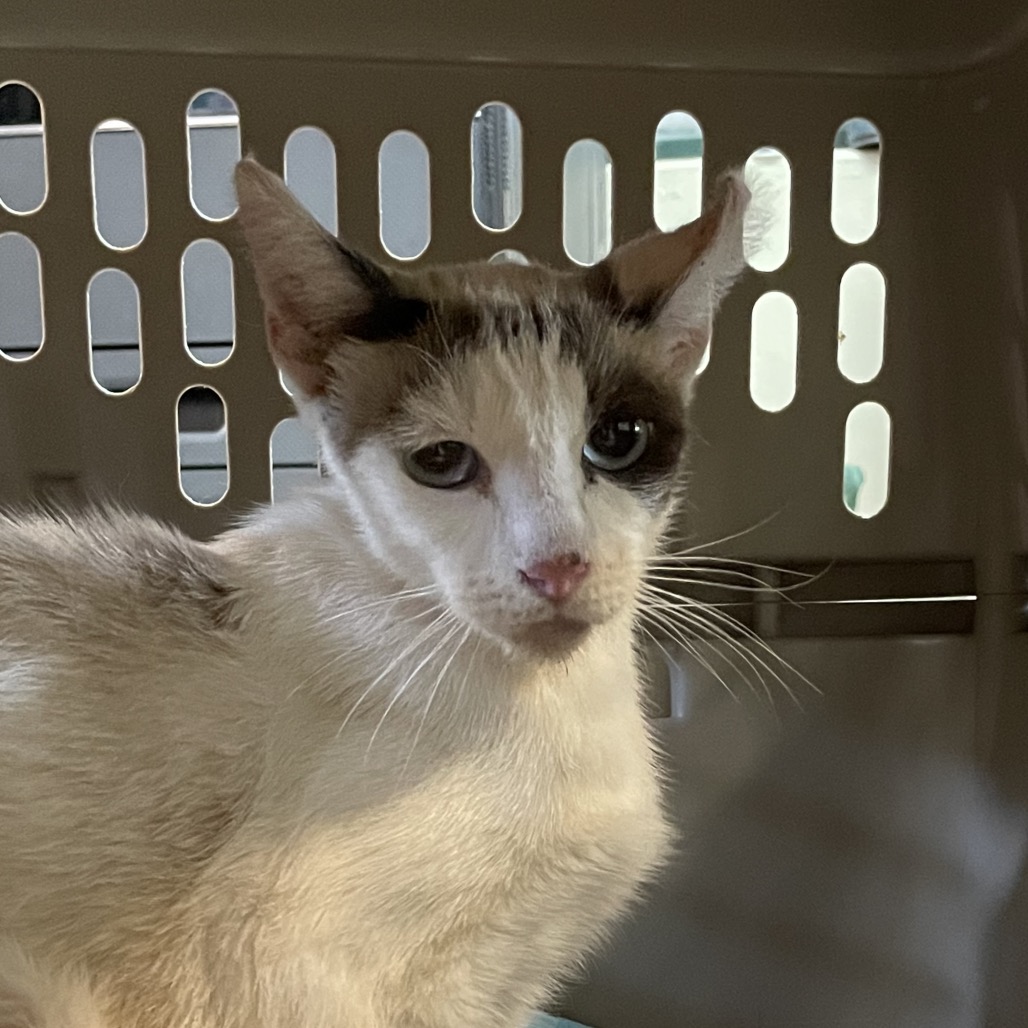 Shelter Stray Female Cat last seen , 361 S Raymond Ave, Pasadena, CA 91105, USA