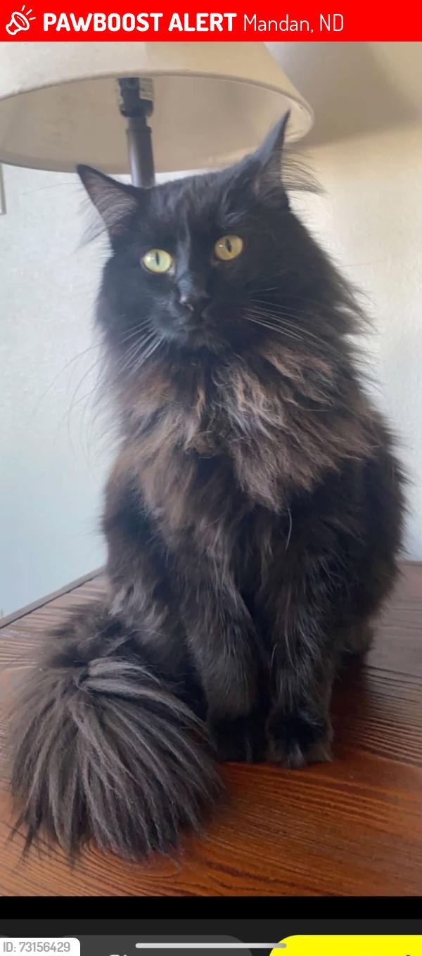 Lost Male Cat last seen Mandan Middle School, Mandan, ND 58554