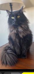 Lost Male Cat last seen Mandan Middle School, Mandan, ND 58554