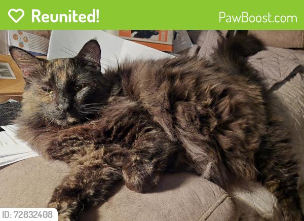 Reunited Female Cat last seen Bluff Bend and Thorncliff, San Antonio, TX 78250