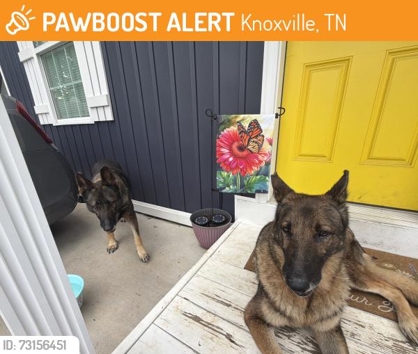Found/Stray Female Dog last seen Next to a convenient store, Knoxville, TN 37918