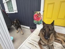 Found/Stray Female Dog last seen Next to a convenient store, Knoxville, TN 37918