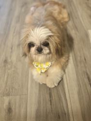 Lost Male Dog last seen Victoria Chase and Craven rd, Jacksonville, FL 32257
